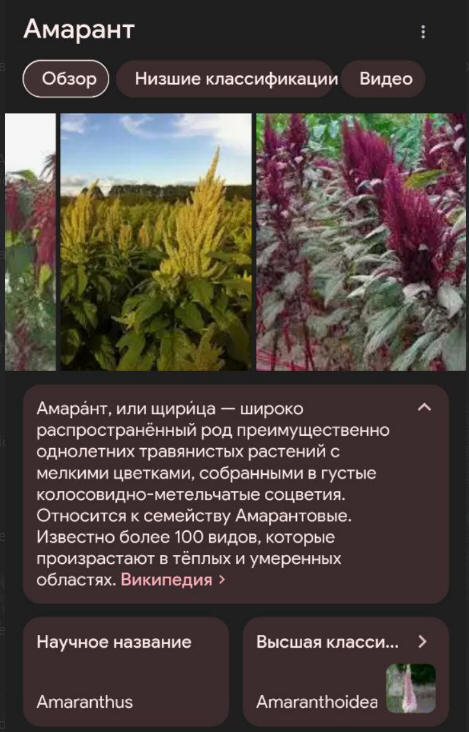 https://picterzone.ucoz.ru/EXOTIC/Zeml24/Amarant.jpg